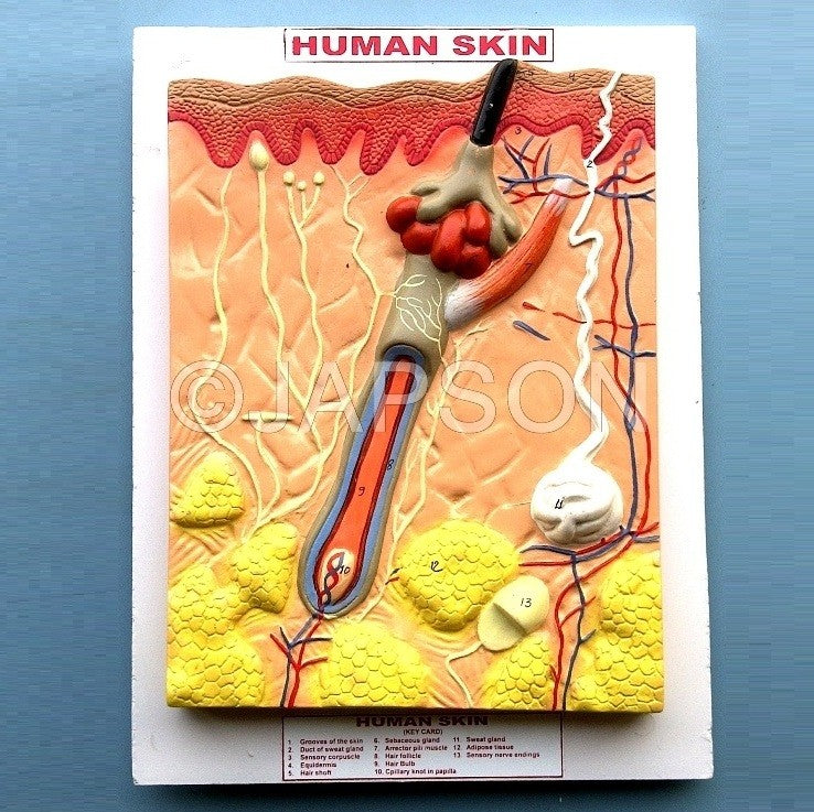 Human Model, Skin Human Model, Skin